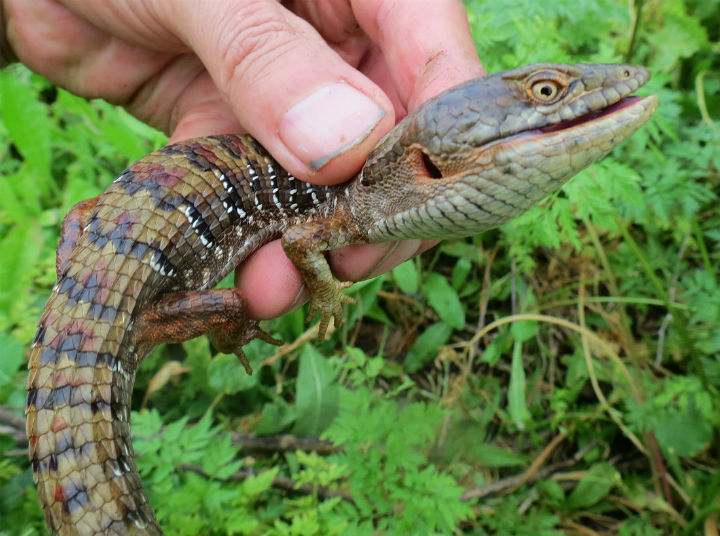 Southern Alligator Lizard
